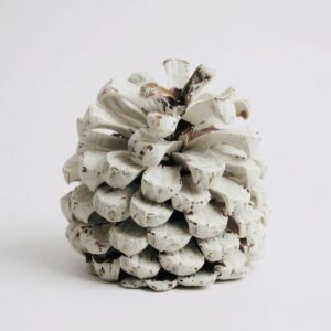 peo (pine cone)